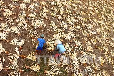 Phơi cây bèo lục bình làm nguyên liệu sản xuất hàng thủ công xuất khẩu. Ảnh: Duy Khương – TTXVN
