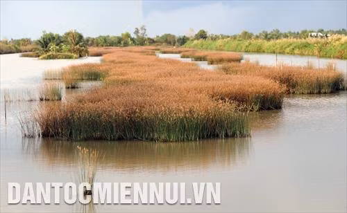 Những cánh đồng trồng năn tượng, cỏ nước mặn, cỏ gạo... trên đất nuôi tôm ở ấp Xẻo Nhàu A (Tân Thạnh, An Minh, Kiên Giang)
