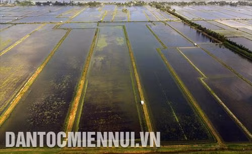 Diện tích sản xuất theo mô hình tôm - lúa bền vững của một nông hộ thuộc HTX Nông nghiệp Bào Trâm (Nam Yên, An Biên, Kiên Giang)