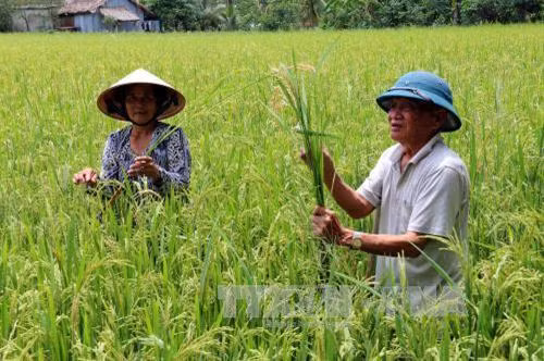 Sâu đục thân và bệnh đạo ôn cổ bông hoành hành trên diện tích 8 công lúa vụ hè thu của gia đình ông Lê Văn Ẩn (Cà Mau). Ảnh: Kim Há - TTXVN