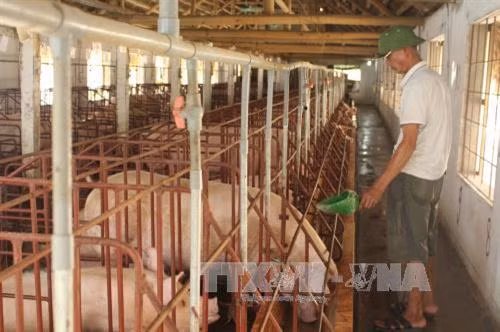 Ông Hùng chăm sóc đàn lợn. Ảnh: Nguyễn Nam-TTXVN