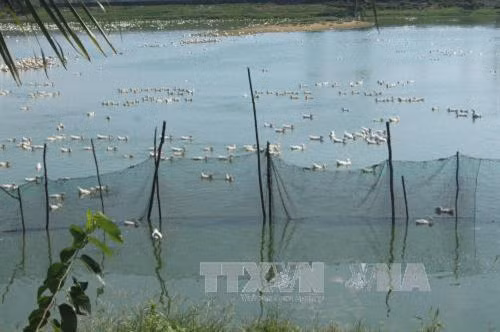 Đàn vịt trong trang trại ông Hùng. Ảnh: Nguyễn Nam-TTXVN