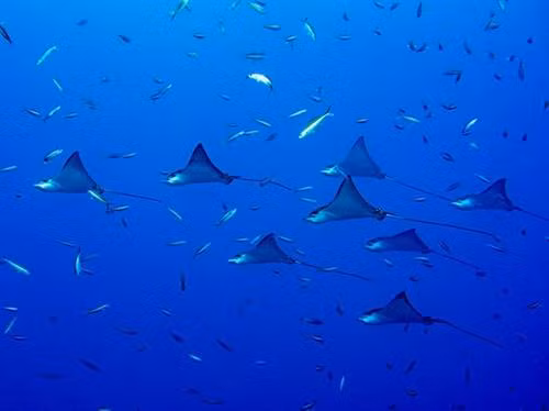 Đảo san hô Atoll, một trong 26 hòn đảo san hô ở Maldives, có những khu resort đẹp như trong mơ. Nhà thờ hồi giáo Grand Friday mái vàng là điểm nhấn tuyệt đẹp cho đường chân trời của thủ đô Malé Hoàng hôn tráng lệ trên Ấn Độ Dương. Chiêm ngưỡng những đàn cá đuối tại các khu vực lặn trong suốt trên đảo. Và quan trọng nhất, bạn cần phải nhanh chân. Các rạn san hô tuyệt đẹp đang rơi vào tình cảnh đáng buồn: bị đe dọa bởi căn bệnh tẩy trắng san hô trong vài năm qua.