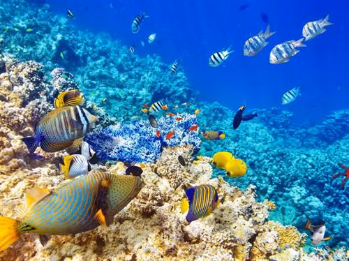 Đảo san hô Atoll, một trong 26 hòn đảo san hô ở Maldives, có những khu resort đẹp như trong mơ. Nhà thờ hồi giáo Grand Friday mái vàng là điểm nhấn tuyệt đẹp cho đường chân trời của thủ đô Malé Hoàng hôn tráng lệ trên Ấn Độ Dương. Chiêm ngưỡng những đàn cá đuối tại các khu vực lặn trong suốt trên đảo. Và quan trọng nhất, bạn cần phải nhanh chân. Các rạn san hô tuyệt đẹp đang rơi vào tình cảnh đáng buồn: bị đe dọa bởi căn bệnh tẩy trắng san hô trong vài năm qua.