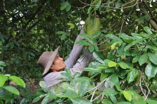 Tiền Giang xây dựng vùng chuyên canh mãng cầu xiêm trên huyện cù lao Tân Phú Đông . Ảnh: Minh Trí - TTXVN