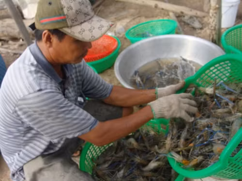 Thu hoạch tôm càng xanh ở ấp Bình Hòa, xã Bình Thạnh (thị xã Hồng Ngự, tỉnh Đồng Tháp)