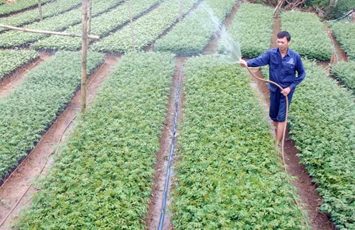 Chăm sóc diện tích cây giống phục vụ kế hoạch trồng rừng. Ảnh: Quang Quyết - TTXVN