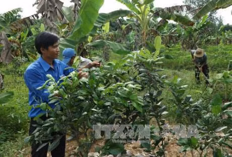 Mô hình trang trại của anh Phấn