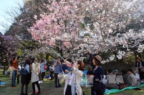 Nhật Bản đặc biệt hấp dẫn du khách bởi lễ hội ngắm hoa anh đào (hanami). Ảnh TTXVN