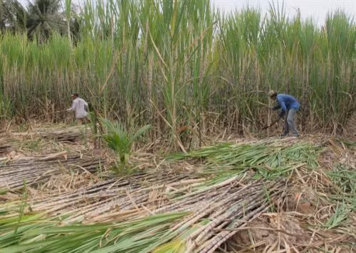 Mùa thu hoạch mía ở Cù Lao Dung, Sóc Trăng. Ảnh: Trung Hiếu - TTXVN
