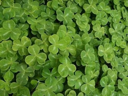 Loài cây bình dị này là biểu tượng của Bắc Ireland.