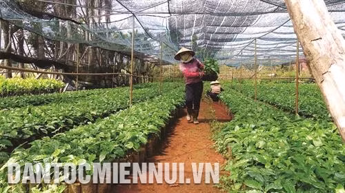Dự án “Chuyển đổi nông nghiệp bền vững tại Việt Nam” đã hỗ trợ đồng bào có nhu cầu tái canh cà phê giống cây chất lượng. Ảnh: Anh Dũng