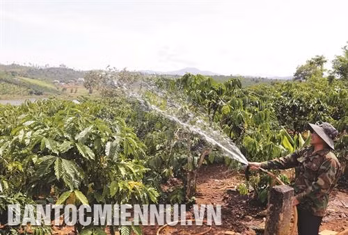 Gia đình anh K'Krai, người dân tộc Ê-đê ở xã Đắk Som, huyện Đắk G'long sau khi tham gia mô hình liên kết đã trồng được hơn 3 ha cà phê. Ảnh: Trần Việt Cán bộ kỹ thuật của Dự án “Chuyển đổi nông nghiệp bền vững tại Việt Nam” hướng dẫn đồng bào sản xuất cà phê theo hướng bền vững. Ảnh: Anh Dũng Năm nay thời tiết thuận lợi cho nhiều hộ đồng bào dân tộc thu hoạch cà phê . Ảnh: Hưng Thịnh