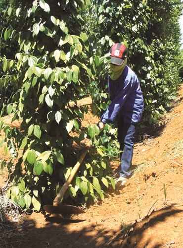 Thường xuyên kiểm tra vườn hồ tiêu để sớm phát hiện bệnh và có biện pháp xử lý kịp thời