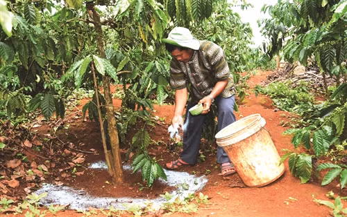 Nhờ áp dụng khoa học kỹ thuật vào sản xuất, vườn cà phê của nhà ông Điểu M'rưng luôn cho năng suất cao