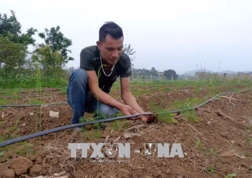 Anh Hoàng Anh Tuấn kiểm tra hệ thống tưới nước nhỏ giọt trên vườn măng tây. Ảnh: Quang Đán - TTXVN