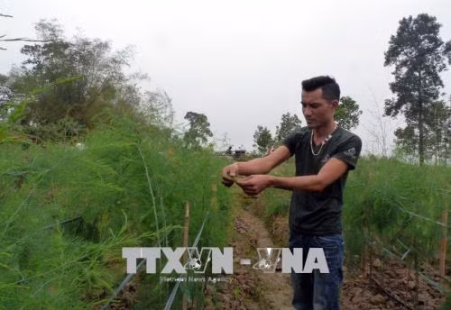 Anh Hoàng Anh Tuấn kiểm tra măng tây. Ảnh: Quang Đán - TTXVN