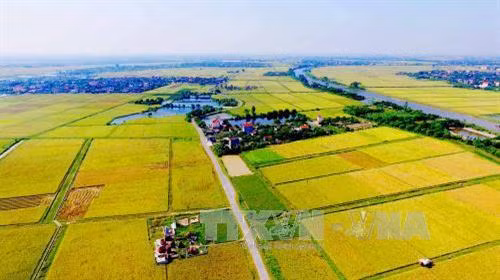 Cánh đồng lúa của nhân dân xã Ninh Thành, huyện Ninh Giang thuận lợi hơn trong việc canh tác và cho hiệu quả kinh tế cao. Ảnh: Phương Hoa - TTXVN
