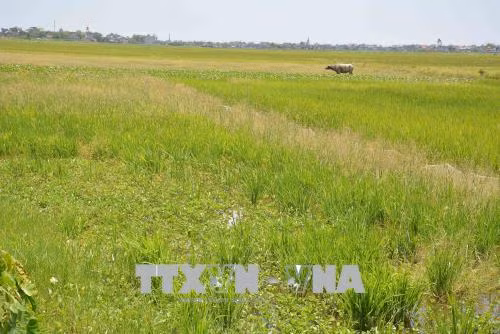 Giá phân bón, giống, thuốc trừ sâu, nhân công lao động ngày càng tăng trong khi giá lúa lại thấp. Để có thu nhập trang trải cuộc sống, người dân sẵn sàng tìm những công việc khác cho thu nhập cao hơn. Đây là nguyên nhân dẫn đến tới gần 260ha đất nông nghiệp tập trung chủ yếu tại các xã Yên Đồng, Yên Trị, Yên Tiến và Thị trấn Lâm thuộc huyện Ý Yên, tỉnh Nam Định bị bỏ hoang. Ảnh Công Luật-TTXVN