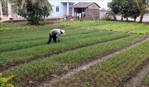 Người dân trong huyện Châu Thành tận dụng đất trống quanh nhà trồng màu để có thêm thu nhập. Ảnh: Lê Sen - TTXVN