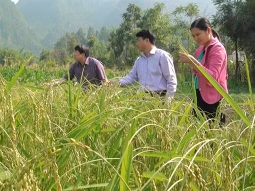 Hiệu quả mô hình liên kết sản xuất lúa nếp tại Bình Thuận ảnh 2