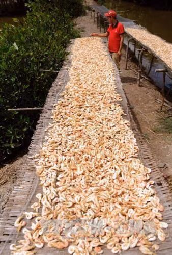 Phơi tôm khô nguyên vỏ tại HTX Tân Phát Lợi, xã Tân Ân Tây, huyện Ngọc Hiển. Ảnh: An Hiếu – TTXVN