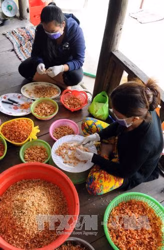 Sơ chế tôm khô tại HTX Tân Phát Lợi, xã Tân Ân Tây, huyện Ngọc Hiển. Ảnh: An Hiếu – TTXVN