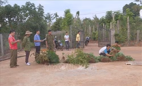 Lực lượng chức năng kiểm đếm số cây cần sa trồng trái phép trong vườn nhà bà Bùi Thị Kim Loan. Ảnh: TTXVN