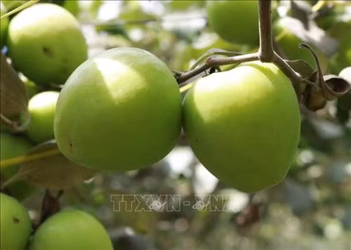 Giống táo mới TN - 05 có đặc điểm trái to, ăn giòn, vị ngọt thanh, độ brix có thể đạt đến 15%. Ảnh: Nguyễn Thành - TTXVN