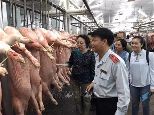 Lực lượng chức năng kiểm tra việc kinh doanh thịt lợn tại Chợ đầu mối nông sản thực phẩm Hóc Môn. Ảnh: Đinh Hằng - TTXVN