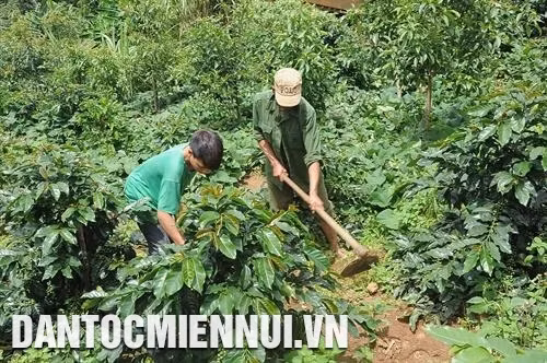 Các chính sách hộ trợ về vốn, cây trồng giúp người Xê-đăng phát triển kinh tế gia đình. Ảnh: Văn Phương