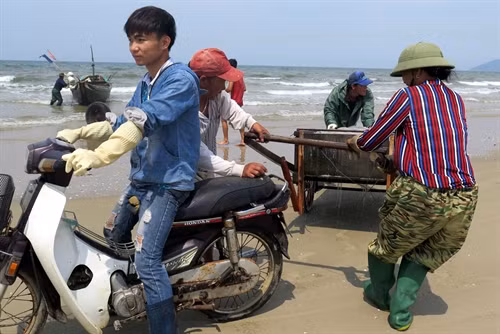 Ngư dân xã Kỳ Ninh, thị xã Kỳ Anh vận chuyển sứa vào bờ để đưa đi tiêu thụ.