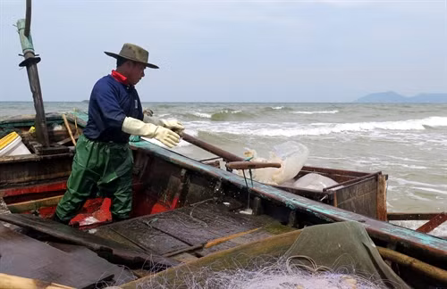 Ngư dân xã Kỳ Ninh, thị xã Kỳ Anh vận chuyển sứa lên bờ để đưa đi tiêu thụ.