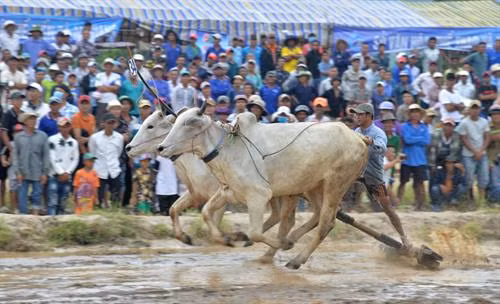 Tưng bừng Hội đua bò Bảy Núi An Giang ảnh 3