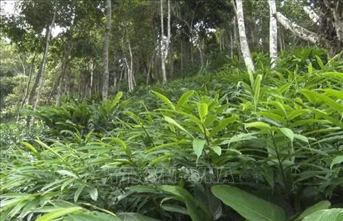 Cây sa nhân tím trồng thử nghiệm dưới tán rừng tại xã Nậm Lạnh, huyện Sốp Cộp (Sơn La). Ảnh: Nguyễn Hồng Cường