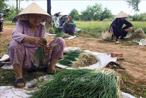 Người dân ở xã Điền Môn làm sạch cây ném để bán. Ảnh: Hồ Cầu-TTXVN