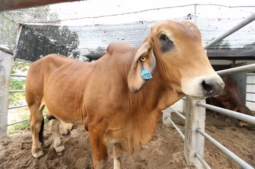 Đàn bò 6 con giống Brahman thuần, nhập từ Úc về được công nhân Trung tâm giống và sữa bò Phù Đổng, huyện Gia Lâm (Hà Nội) tắm rửa và hàng ngày phục vụ những bữa ăn tươi ngon, giàu chất dinh dưỡng. Với khoảng 10 - 15 con bò đực, ước tính mỗi năm, Công ty cổ phần giống gia súc Hà Nội có thể sản xuất được 200.000 liều, khẳng định Hà Nội hoàn toàn tự chủ được nguồn tinh phục vụ phát triển chăn nuôi bò thịt. Bể ổn nhiệt, tủ cân bằng lạnh và máy làm đông lạnh tinh.