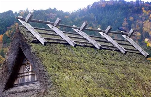 Mái nhà tranh dày 50 cm đến 70 cm làm bằng tranh là đặc trưng của ngôi làng cổ tại vùng Miyama. Ảnh: Huy Hùng - TTXVN