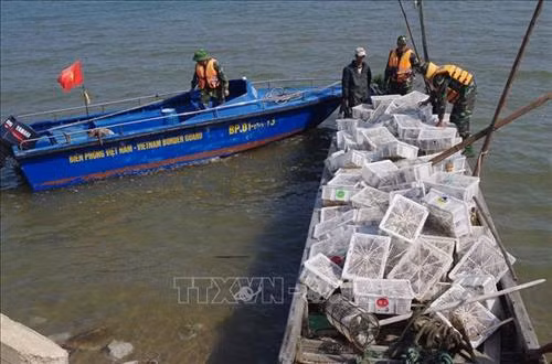 Đồn Biên phòng Trà Cổ kiểm tra mảng gỗ vận chuyển chim bồ câu non nhập lậu. Ảnh: TTXVN