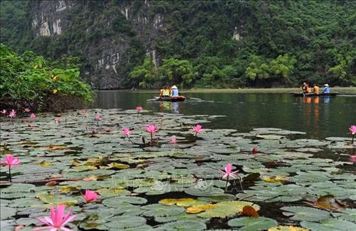 Đến Tràng An những ngày này du khách sẽ được chiêm ngưỡng những thảm hoa súng nở đỏ hai bên sông. Ảnh: Minh Đức - TTXVN
