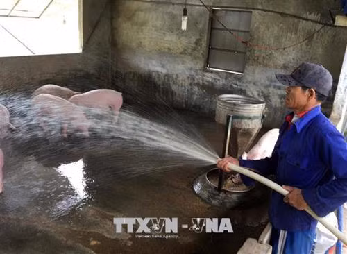 Ông Nguyễn Thuận ở xã Quảng Ninh ( Thừa Thiên – Huế) đã đầu tư sản xuất bằng mô hình trang trại khép kín như: nuôi lợn nái đẻ, chủ động cung cấp con giống chăn nuôi lợn thịt mang lại hiệu quả kinh tế cao. Ảnh : Trần Quốc Việt