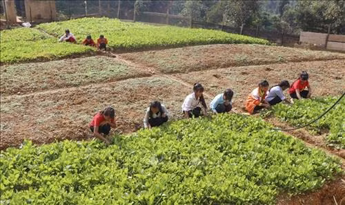 Học sinh trường Phổ thông dân tộc bán trú THCS Sa Dung chăm sóc vườn rau. Ảnh: Xuân Tư – TTXVN