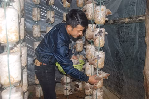Anh Nguyễn Mạnh Tuấn thu hái nấm mộc nhĩ.