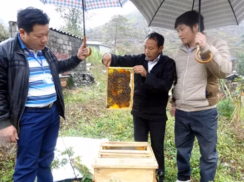 Lãnh đạo xã Sủng Thài thăm mô hình nuôi ong của ông Chá (người đứng giữa).