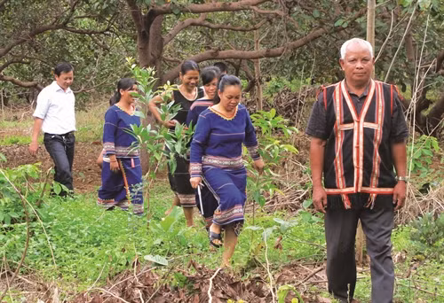Chị Rơ Chăm Hoa được dân làng Jrăng Blo tin yêu và làm theo trong quá trình phát triển kinh tế gia đình