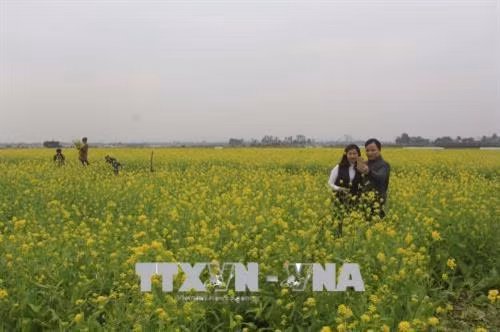 Cánh đồng hoa cải thu hút khách. Ảnh: Khiếu Thị Tư – TTXVN