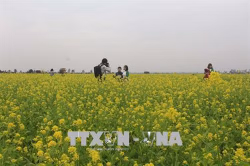 Cánh đồng hoa cải thu hút khách. Ảnh: Khiếu Thị Tư – TTXVN