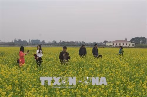 Cánh đồng hoa cải thu hút khách. Ảnh: Khiếu Thị Tư – TTXVN