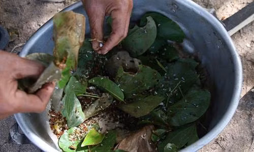 Những thợ săn kiến vàng thường đi dọc suối và tập trung quan sát trên các ngọn cây để tìm tổ kiến. Tổ kiến được những con kiến vàng to, vàng ươm, bụng căng mọng bảo vệ. Những tổ kiến nhỏ ở gần mặt đất, thợ săn kiến dễ dàng bắt cả tổ mang về. Những tổ kiến vàng có kích thước “khủng” thường được làm trên cây cao, thợ săn kiến phải leo lên mới bắt được tổ. Tuy nhiên việc bắt kiến không phải lúc nào cũng suôn sẻ. Tổ kiến bị vỡ, kiến tràn ra ngoài. Kiến vàng trưởng thành, kiến con, trứng kiến nằm lăn lóc trên đất. Ông Nay Mơ (buôn Chư Krih, xã Chư Drăng, huyện Krông Pa) dùng tay không bắt kiến. Cả tổ kiến được bắt bỏ vào bao mang sẵn. Kiến vàng và trứng kiến được rang sơ trên chảo nóng rồi loại bỏ phần rác, lá cây. Kiến vàng và trứng kiến đã được làm sạch, chuẩn bị chế biến muối kiến vàng. Kiến vàng và trứng kiến được giã cùng một số gia vị khác như muối, ớt rừng, lá thèn len… Muối kiến vàng có vị chua, mặn nên có thể ăn không hoặc ăn chung với cơm trắng, rau luộc, thịt luộc, thịt bò…..