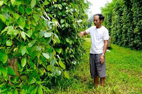 Gia đình ông Huấn có gần 20 năm trồng tiêu hữu cơ trên trụ sống. Ảnh :khoinghiep.org.vn
